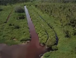 Tragedi Ribuan Ikan Mati di Desa Sering, Tiga Kanal Limbah Industri Diduga Milik APRIL Group Disorot