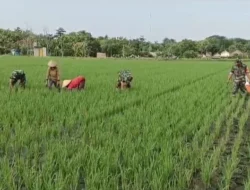 Semakin Dicintai Rakyat, Babinsa Bantu Petani Penyiangan Rumput
