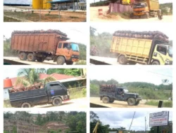 Tak Punya Kebun Inti, Manajemen PKS PT MASG Belum Jawab Tudingan Tampung Sawit dari Kawasan Hutan