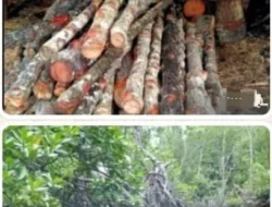 Gawat !…Tiga Tahun Hutan Bakau Sabak Auh Dirambah, Kapolda Riau Diminta Turun Tangan.