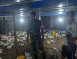 Babinsa Simo Dampingi Peternak Ayam Potong, Dorong Usaha Ternak Sehat dan Berkelanjutan