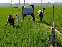 Babinsa Optimalkan Penyemprotan, Untuk Tingkatkan Hasil Panen