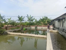 Babinsa Tinjau Usaha Perikanan Warga, Beri Dukungan Tingkatkan Produktivitas
