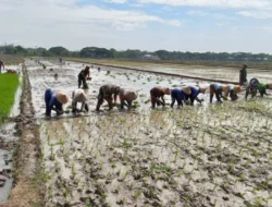 Babinsa Bergelut dengan Lumpur, Semangat Tanam Padi Bersama Petani