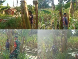 Dekat Dengan Petani, Babinsa Koramil Juwangi Perkuat Ketahanan Pangan