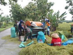 Pendampingan Babinsa Sukseskan Panen Padi