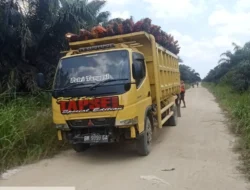 Aksi Penjarahan TBS Terang-terangan di PT Indrawan Perkasa’ Melibatkan Puluhan Massa dan Mantan Karyawan