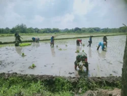 Babinsa Berjibaku dengan Lumpur, Kenakan Baju Loreng Turun ke Sawah Tanam Padi