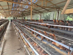 Klarifikasi BUMDesma Narasinga Seberida Bertuah Soal Kandang Ayam Petelur yang Viral di Media Sosial