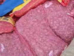 Diduga Ilegal, Puluhan Ton Komoditas Hortikultura Dari Tanjung Pinang Diamankan di Tembilahan.