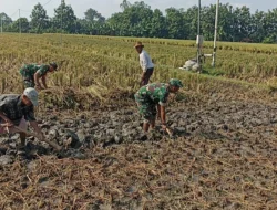 Babinsa Turun Langsung Bantu Petani Mencangkul Sawah