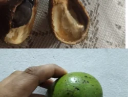 Alpukat Keras Dibagikan, Orang Tua Siswa SDN 008 Tembilahan Hulu Pertanyakan Program MBG