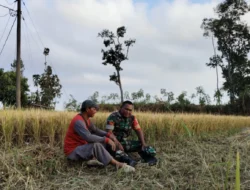 Babinsa Koramil Bulukerto Pererat Sinergi dengan Petani, Ketahanan Pangan Jadi Prioritas Bersama