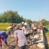 Libur Tanggal Merah Jadi Ajang Gotong Royong, Warga Kauman dan Satgas TMMD Kebut Pengecoran Jalan