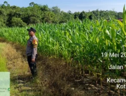 Polsek Rumbai Barat Aktif Dampingi Petani Jagung, Perkuat Program Ketahanan Pangan