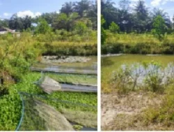 POLSEK PERANAP SIAP SUKSESKAN KETAHANAN SWASEMBADA PANGAN.