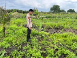 Dukung Ketahanan Pangan Program Asta Cita, Polsek Kuindra Pantau Pertumbuhan Jagung di Desa Teluk Dalam.