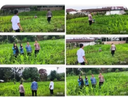 POLSEK PERANAP TINJAU LANGSUNG PERKEMBANGAN KETAHANAN PANGAN DESA SELUNAK.
