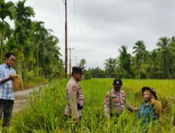 Polisi Turun ke Sawah, Polsek Sungai Batang Dampingi Petani Demi Ketahanan Pangan