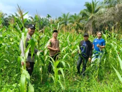 Sinergi Polsek Tembilahan Hulu dan Pemerintah Desa Sialang Panjang Pantau Progres Ketahanan Pangan Jagung Tumpang Sari
