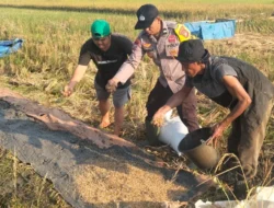 Sinergi Polsek Reteh dan Warga: Semai Padi di Lahan 1 Hektar Demi Sukseskan Asta Cita Ketahanan Pangan