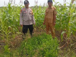 Polsek Kuindra Pantau Pertumbuhan Jagung di Desa Teluk Dalam.