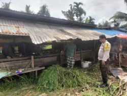Sinergi Polri dan Masyarakat, Polsek Sungai Batang dukung Peternakan Sapi di inhil