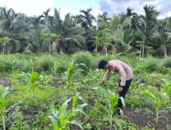 Dukung Program Asta Cita, Polsek Kuindra Pantau Progres Perawatan Jagung di Desa Teluk Dalam