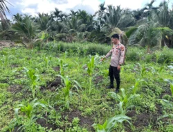 Dukung Program Asta Cita, Polsek Kuindra Pantau Progres Perawatan Jagung di Desa Teluk Dalam
