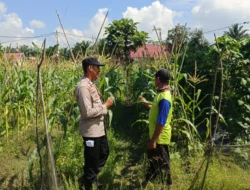 Bhabinkamtibmas Kampung Bungaraya Cek Lahan Jagung Warga, Wujud Dukungan Ketahanan Pangan