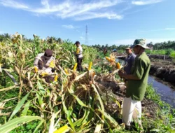 Dukung Program Asta Cita Presiden, Polsek Tembilahan Hulu Gelar Panen Raya Jagung Pipil