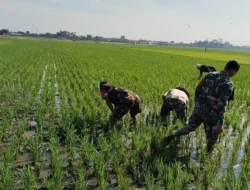 Sengkuyung Ketahanan Pangan, Babinsa Sragen Ikut ‘Matun’ Padi di Sawah