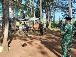Sapi Kurban Presiden RI Seberat 970 Kg Disembelih di Ponpes Citra Suhada Jatisrono, Warga Antusias Hadiri Kegiatan