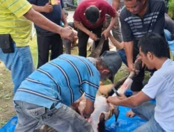 Ketua IKA BKPRMI Medan Ucapkan Selamat Idul Adha 1447 H, Ajak Warga Perkuat Kepedulian Sosial Lewat Kurban Dua Ekor Sapi