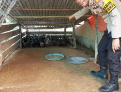 Bhabinkamtibmas Polsek Sungai Batang Sambangi Peternak Bebek milik Bumdes Desa Benteng Utara, Dorong Ketahanan Pangan