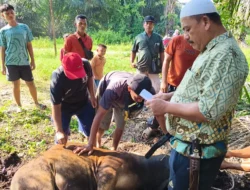 Semangat Berbagi di Idul Adha, PT. Agrinas Palma Nusantara Mitra KSO PT. Citra Mutiara Bumi Riau Gelar Penyembelihan Hewan Qurban
