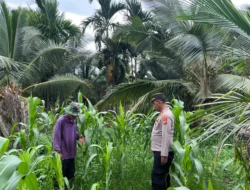 Dukung Program Asta Cita, Kapolsek Kuindra Pantau Langsung Perkembangan Lahan Jagung di Desa Teluk Dalam
