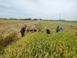 Senyum Sumringah Pak Paimin Saat Sawahnya Diserbu Babinsa Koramil Jenar untuk Panen Bersama