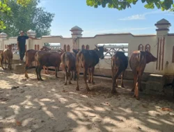 Idul Adha 1447 H: Masjid Agung Al-Huda Tembilahan Sembelih 14 Sapi, Bagikan 1.000 Paket Daging Qurban