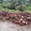 Diduga Curi Buah Sawit di Kebun PT. APN, Humas Laporkan ke Polsek Keritang