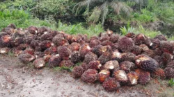 Diduga Curi Buah Sawit di Kebun PT. APN, Humas Laporkan ke Polsek Keritang