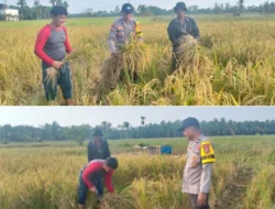 Giat Panen Padi, Mendukung Program Asta Cita, Dalam Rangka Ketahanan Pangan Nasional di desa Pulau Kecil Reteh.