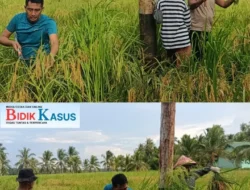 Giat Panen Padi, Mendukung Program Asta Cita, Dalam Rangka Ketahanan Pangan Nasional di Polsek Sungai Batang