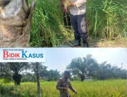 Bhabinkamtibmas Desa Sanglar Dampingi Panen Padi, Wujud Nyata Dukungan Program Asta Cita Ketahanan Pangan