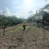 Dukung Ketahanan Pangan, Bhabinkamtibmas Pekan Arba Pantau Kebun Jagung Warga