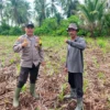 Dukung Asta Cita Ketahanan Pangan, Polsek Kuindra Cek Lahan Jagung Hibrida 2 Hektar di Tanjung Lajau