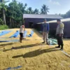 Babinkamtibmas Benteng Barat Polsek Benteng Aipda Doci Cinta Petani, Jemur Padi Dukung Ketahanan Pangan