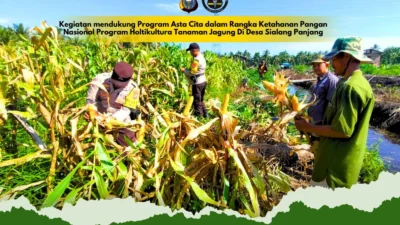 Gelar Penanaman Jagung Serentak di Desa Pulau Palas demi Dukung Swasembada Pangan