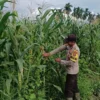 Bhabinkamtibmas Polsek Tembilahan Rutin Cek Tanaman Jagung Warga