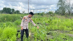 Dukung Asta Cita, Polsek Kuindra Pantau Progres Tanaman Jagung di Desa Teluk Dalam